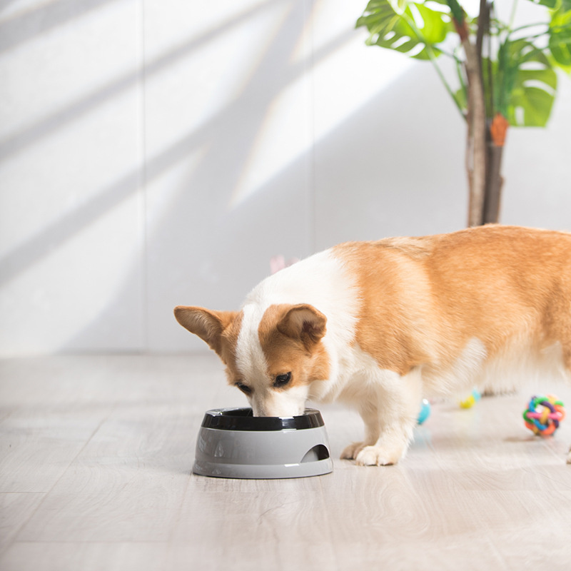 Mangkuk Anjing Peliharaan Meng - Travel Accessories For Dogs ulasan dan harga
